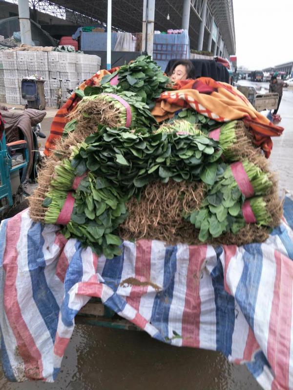 基地直供优质菠菜 货源充足 地头价 品质保证 可视频看货