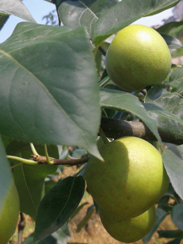 翠冠梨，有机种植，纯甜，入口化渣。
