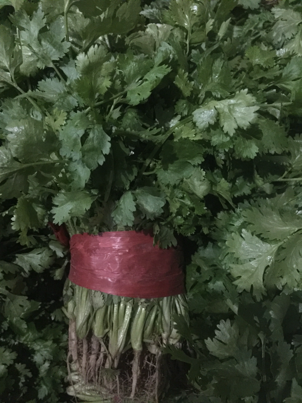 大叶香菜 20~30厘米
