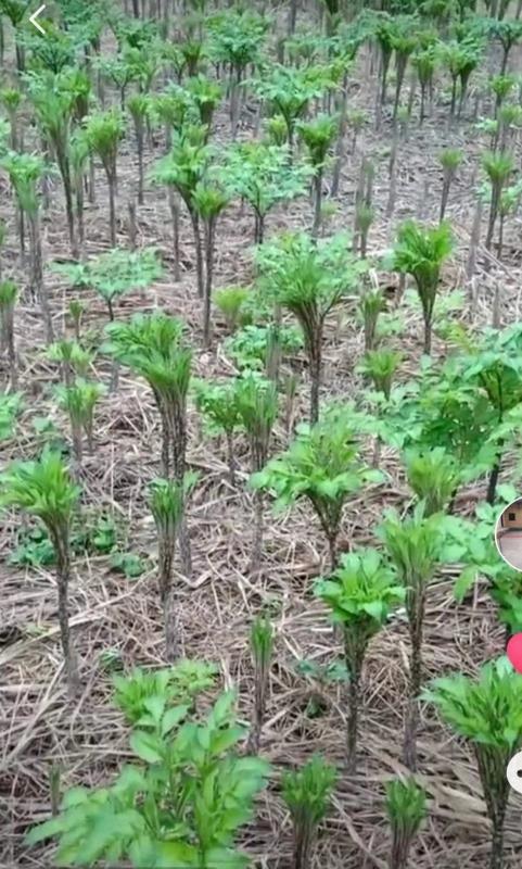 魔芋，湖南产地直销，基地供货，自产自销，魔芋种。