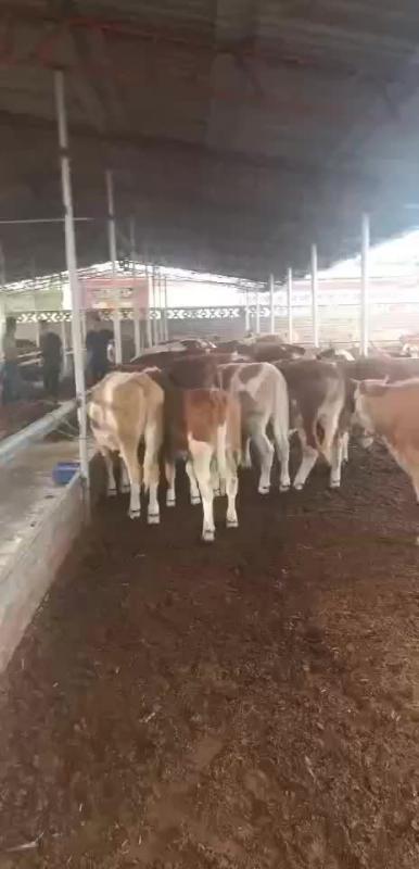 【精选】山西省忻州市肉牛，奶牛，养殖基地