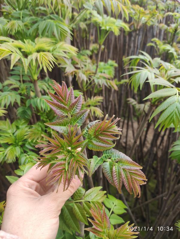 香椿芽 现摘现发红香椿芽 绿香椿芽红香椿芽