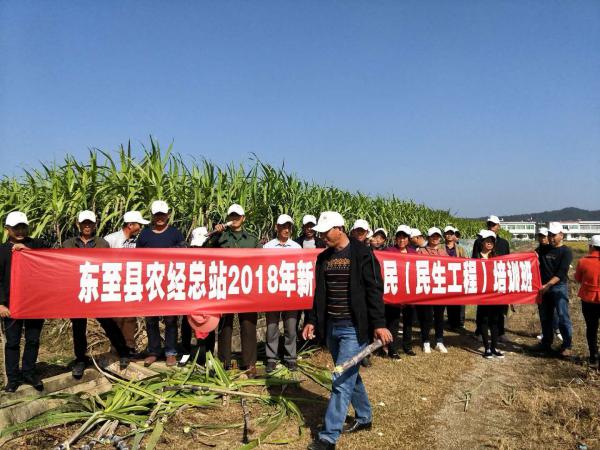 农场黑皮甘蔗现在预售9月份上市