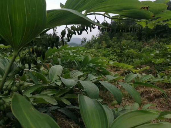 姜型多花倒苗黄精多花黄精块茎黄精茎块芽苗