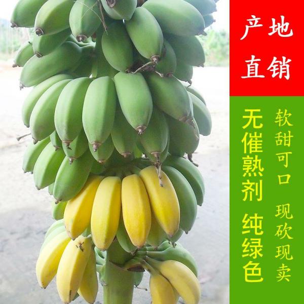 香蕉 福建南靖苹果蕉5斤装一件代发包邮非广西小米蕉