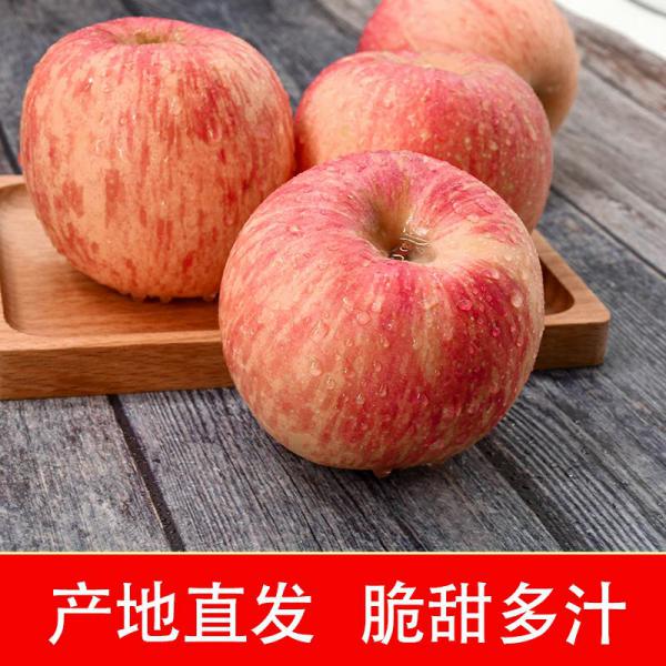 山东烟台蓬莱红富士苹果现摘现发，脆甜多汁，鲜果