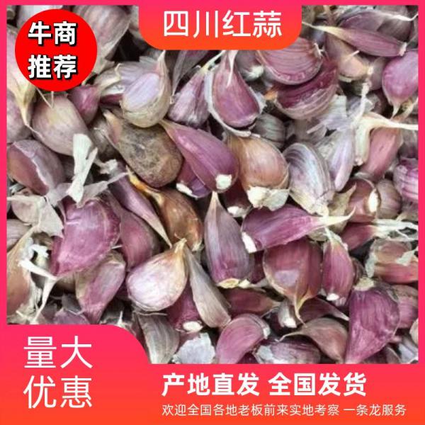 四川红蒜大量上市 量大优惠 欢迎咨询，可视频看货质量保证