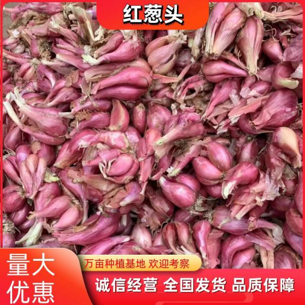 红葱头 四川红葱头 大量供应质量高 欢迎咨询，全国发货