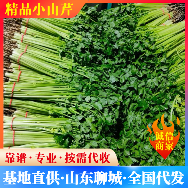 精品小山芹，现货大量供应，山东聊城 ，产地直发，货源稳定