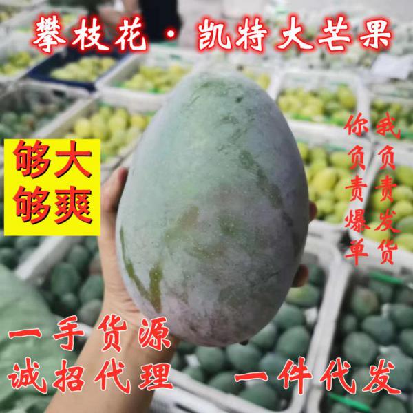 【一件起发】攀枝花凯特大芒【一级果】欢迎电商对接量大从优