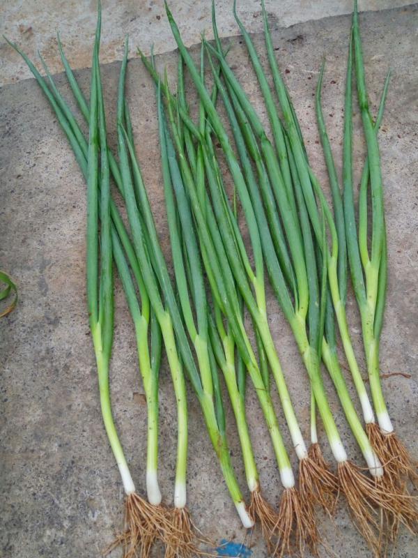 种植合作社，四季小葱，小刚葱40~45cm，