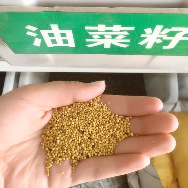 供黄油菜种子老品种油菜种子油菜花种子高产千斤王油菜籽出油率