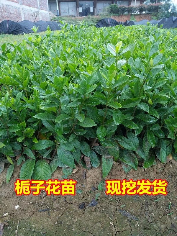 栀子花，大叶栀子花苗，浓香型栀子花苗 小叶栀子花 栀子花