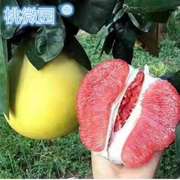 梅州红肉蜜柚 红心三红柚子果园直发30斤特价 广东包邮