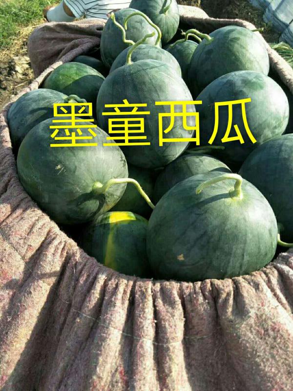 墨童无籽西瓜，黑皮无籽西瓜，糖度高，种植面积大。