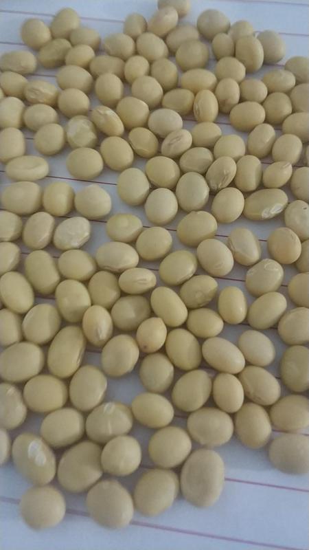 2020年新黄豆优质高蛋白大豆出售中货源不多，欲购从速。