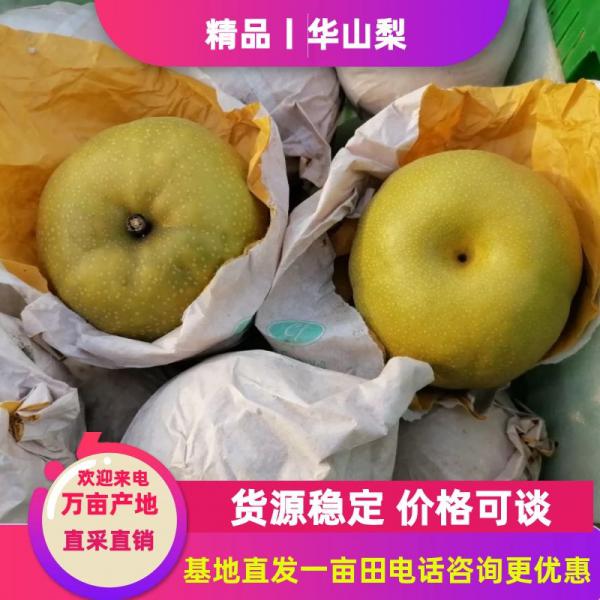 山东精品华山梨 产地直供 量大优惠 品质保证 全国发货