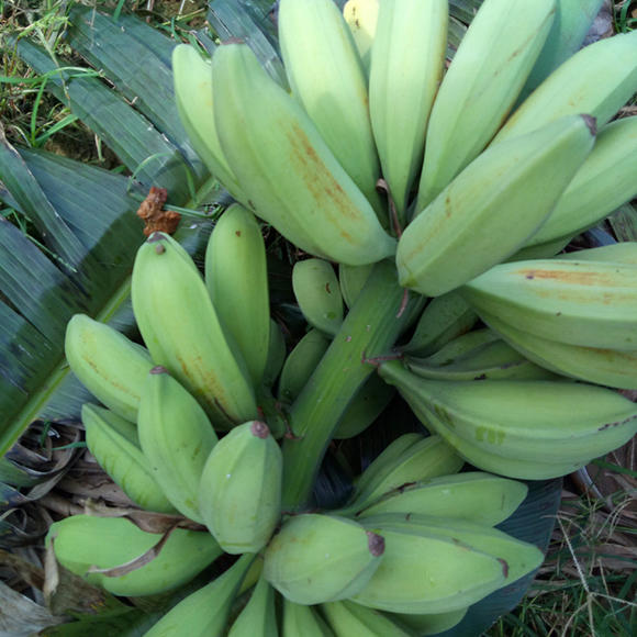 广西大芭蕉牛角蕉新鲜水果酸甜芭蕉香蕉