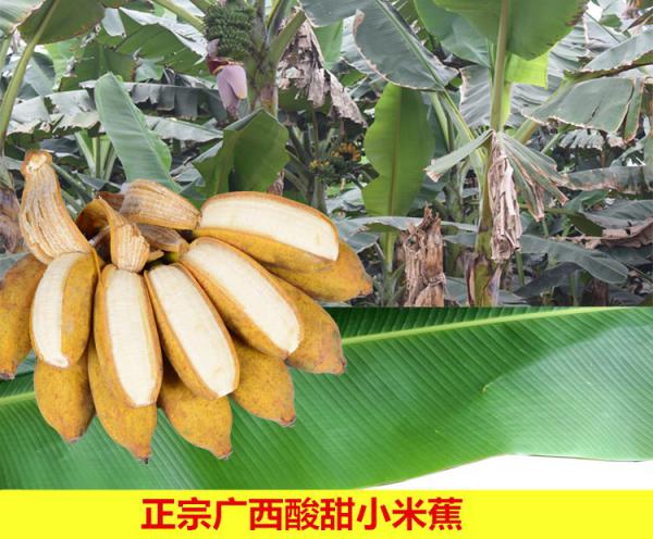[供]君懿农业香蕉酸甜小米蕉鸡蕉非西贡香蕉芭蕉