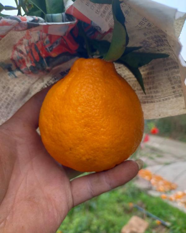 特价促销推广不知火丑橘丑八怪橘子新鲜采摘农户直发
