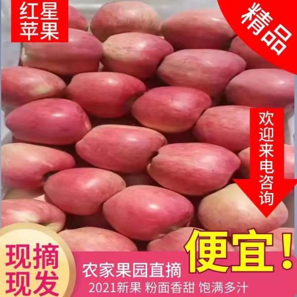 红星苹果大量批发  电商货 超市过节佳品 当天采摘！