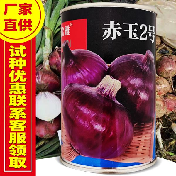 赤玉2号中早熟高圆球紫皮洋葱种子100克/罐 口感甜脆