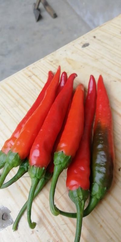 红椒 15~20厘米 中辣 红