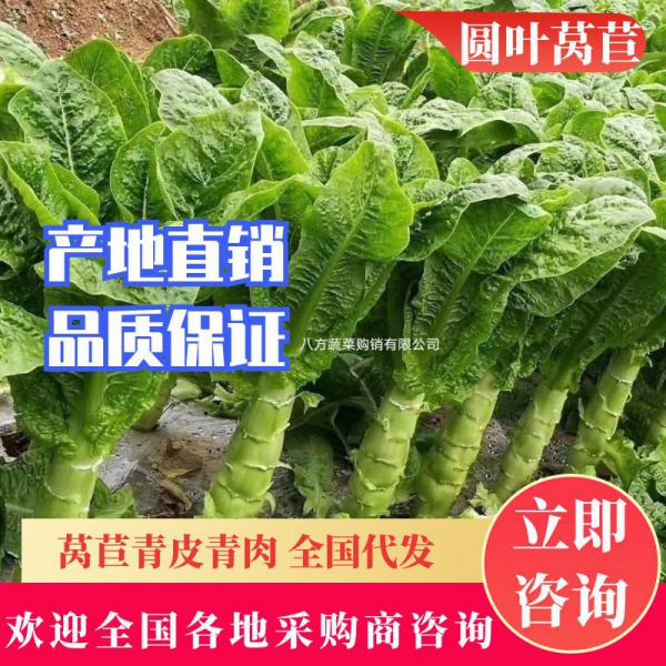 莴笋 尖叶园叶三清 青皮青肉 产地直销 质量保证代发全国