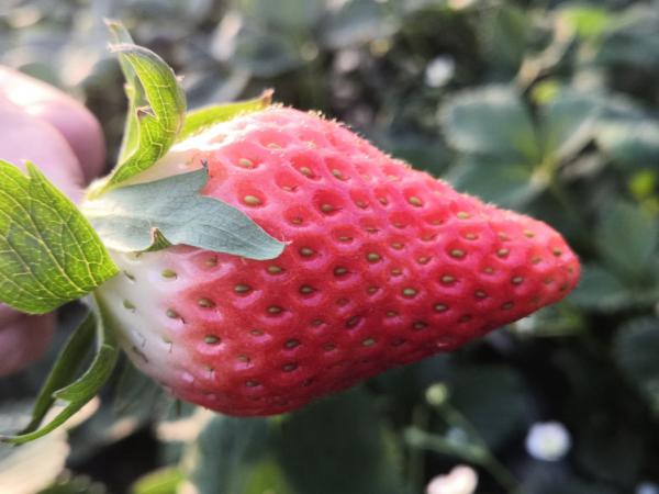 新鲜甜宝奶莓大量上市