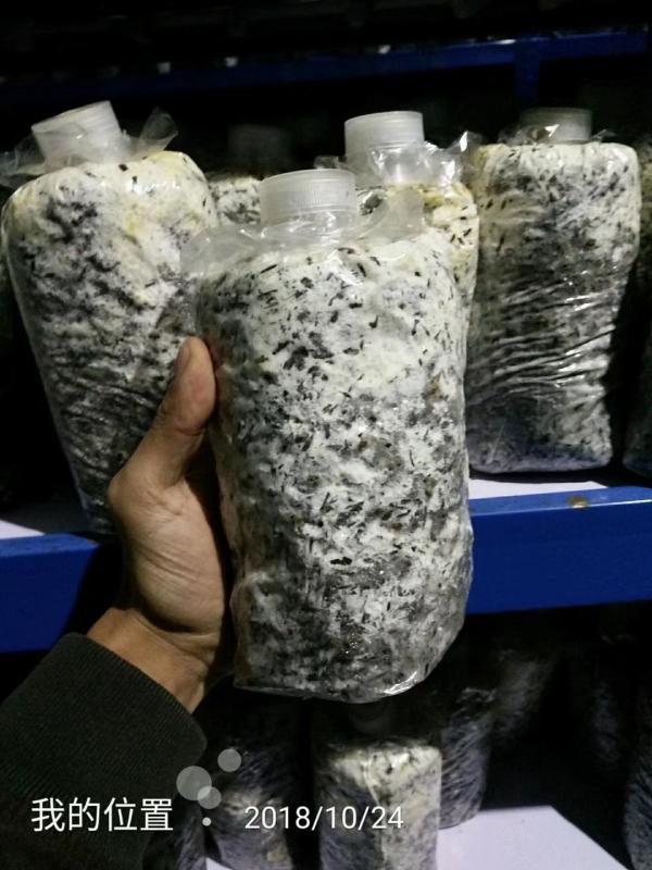 高产稳定6妹羊肚菌栽培种羊肚菌3级种出菇袋