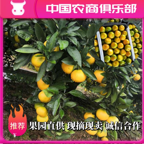 【推荐】南丰蜜橘大量上市，口感贼好，一手货源，诚信服务