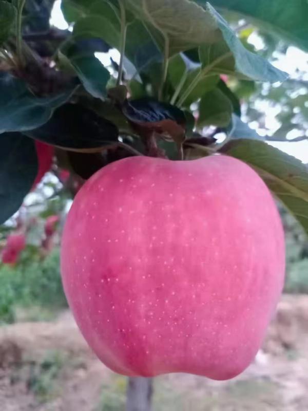 【红将军苹果】早熟红富士苹果 电商发货 保质保量