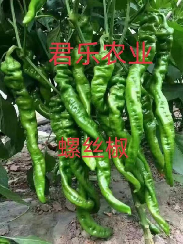 螺丝椒，尖椒，方椒，菜椒，太空椒，线椒 种苗齐全