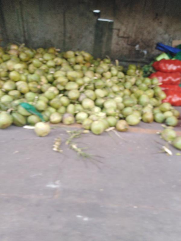 椰青大果精品椰子优质产地