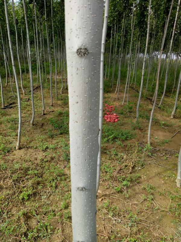 白蜡树 白腊 山西白腊 3~6cm 白腊树杆直