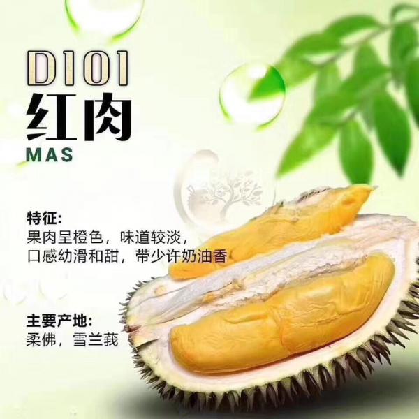 马来西亚红肉榴莲D101（5-9头）现货入粤泰冷库