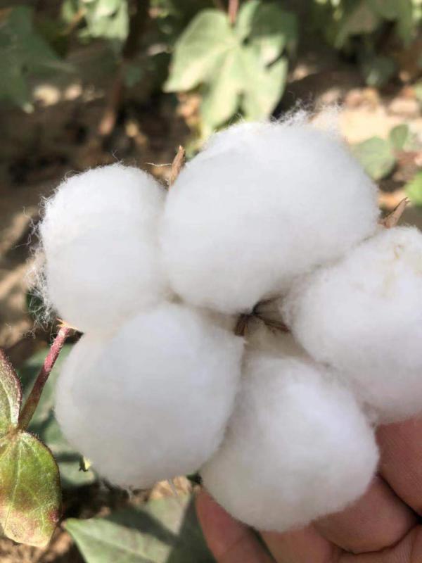 新疆棉花种植户，欢迎咨询订购。