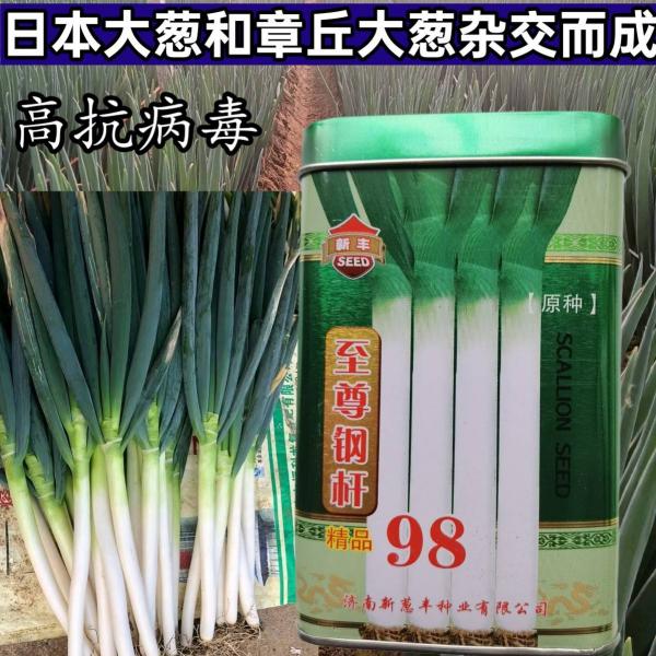 超高品种！钢杆98 日本大葱章丘大葱种子杂交耐热耐寒抗倒