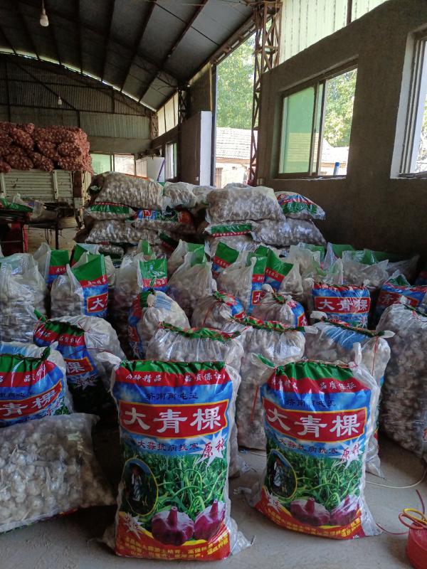 大青稞蒜种 高产蒜头两吨王 蒜苗到收获不发黄