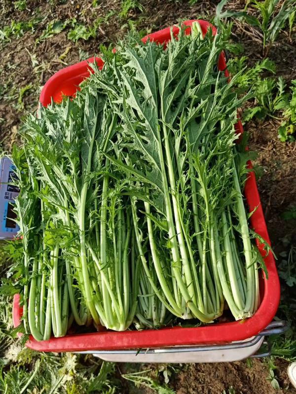 供雪里红芥菜2两以上鲜货