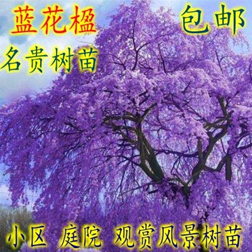 蓝花楹树苗红花楹树苗珍稀名贵苗木蓝雾树凤凰木庭院街道