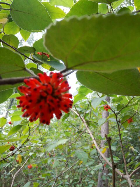 花来草旺园林常年供应 构树苗30~50cm价格