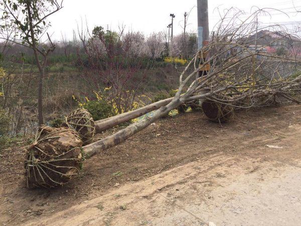 构树常年批发供应树形优美生长旺盛规格齐全构树基地销售中