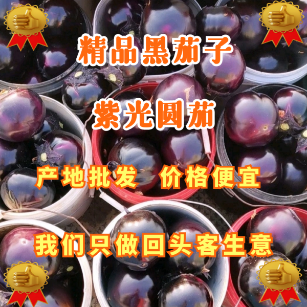 黑紫光茄子，黑圆茄，专供商超产地直发 价格便宜 代发全国