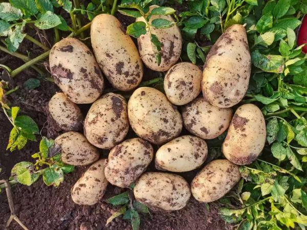 赤峰土豆大量上市产地直销实力代收