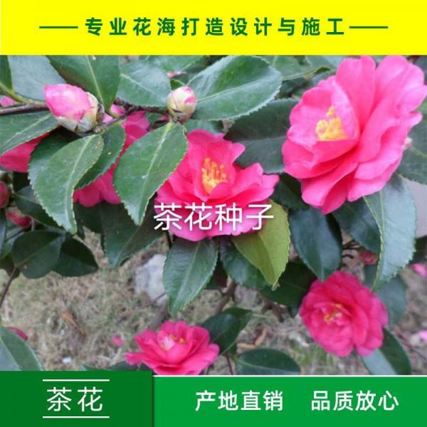 茶梅茶梅种子油茶种子茶花种子茶花免费提供播种技术