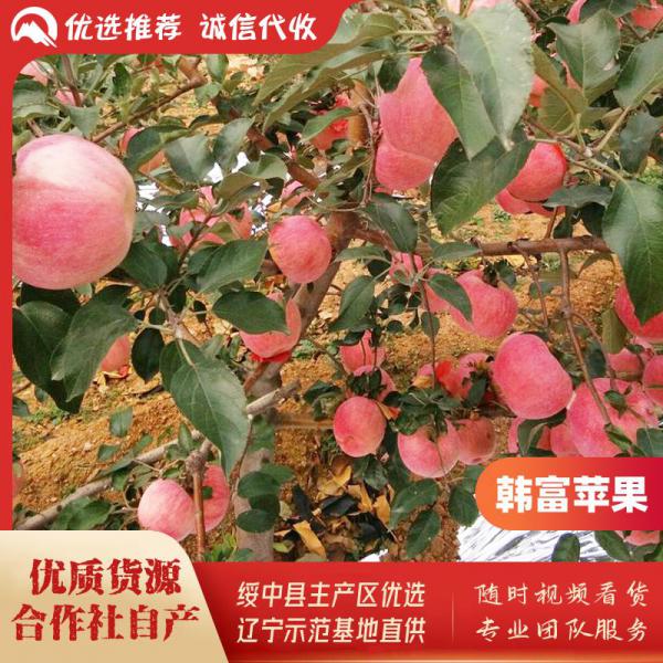 绥中韩富苹果基地，9月份上市，色好口感好皮毛亮，诚信代收