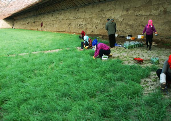 沙葱，10年种植经验全国发货甄世龙