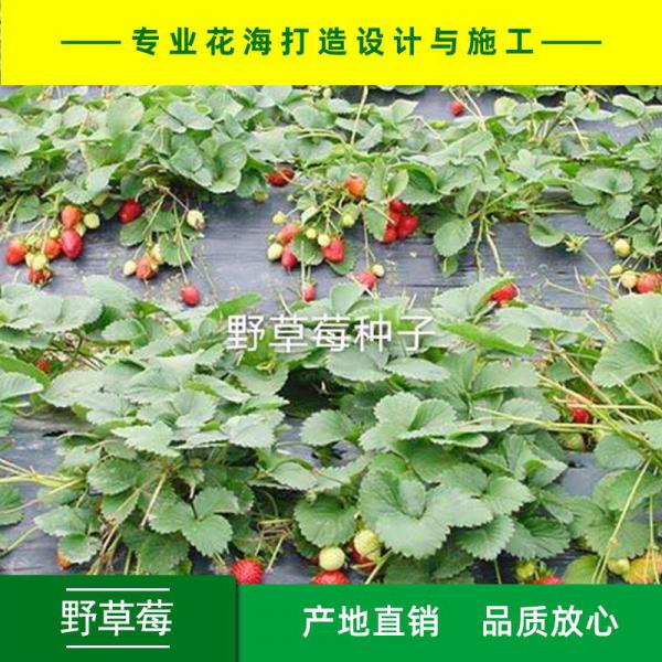蛇梅种子草莓种子野草莓种子产地直销免费提供播种技术