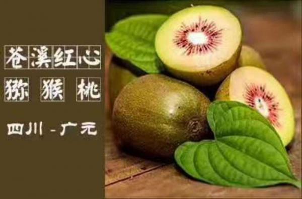 四川苍溪县红心猕猴桃奇异果70克起标准大果红阳猕猴桃